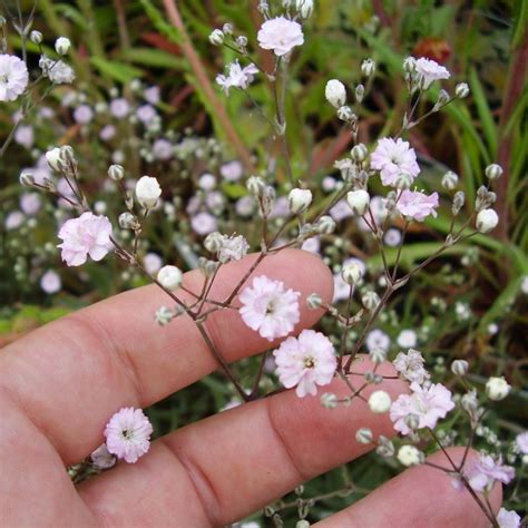 Ypsophila ‘pink Festival Babys Breath Flower Seeds Flowers