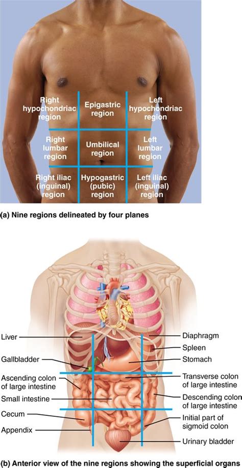 In anatomy and physiology, you'll learn how to divide the abdomen into nine different regions and four different the terms left/right and upper/lower are always from the perspective of the anatomical position here are some of the major organs that you'll find in each of the four abdominal quadrants Weddings: 1.6 Many internal organs lie in membrane-lined ...