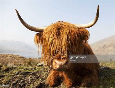 Scottish Highland Cow High Res Stock Photo Getty Images