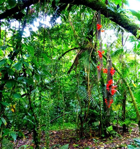 Costa Rica Rainforest And Chocolate Adventure