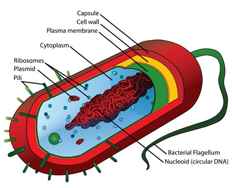 Describe internal and external structures of prokaryotic cells in terms of their physical structure, chemical structure, and function. Prokaryotic Cell Structure: A Visual Guide | Owlcation