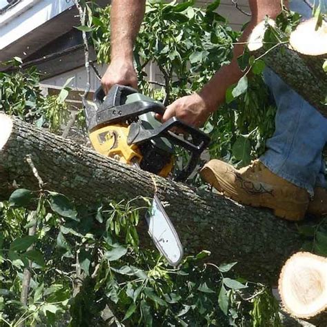 Local Tree Removal Company Portland Or Elite Tree Service