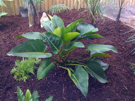 Our young Elephant's Ear Elephant Ears, Garden Landscaping, Landscapes