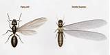 Photos of Winged Termite Size