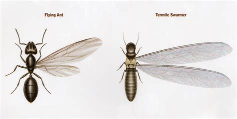Termite Narragansett Pest Control Inc 401 783 3933