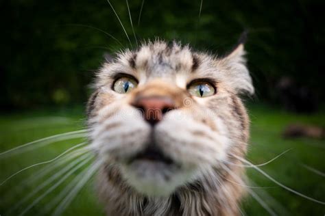 Funny Maine Coon Cat Portrait Stock Photo Image Of Feline Front