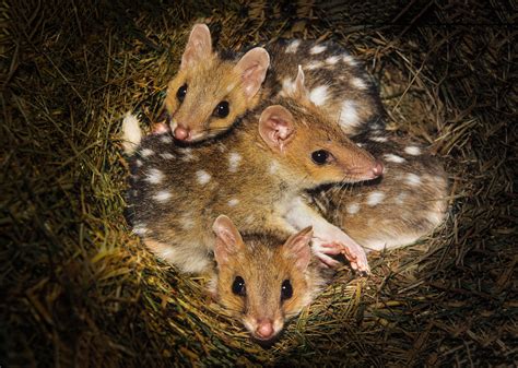 Eastern Quoll Babies Esther Beaton