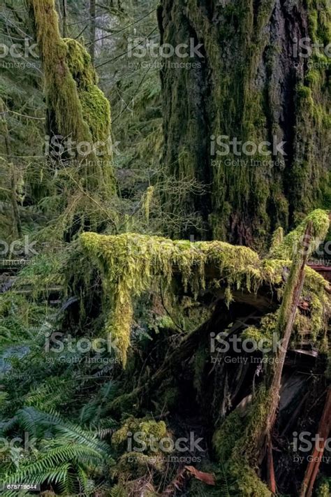Old Growth Forest With Moss Covered Trees British Columbia Stock Photo