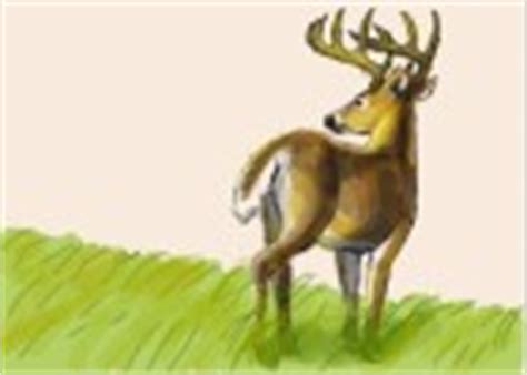 We have now placed twitpic in an archived state. How to Draw a White Tailed Deer | DrawingNow
