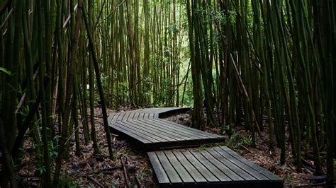Download Wallpaper 3840x2160 Trail Boards Bamboo Trees 4k Uhd 169