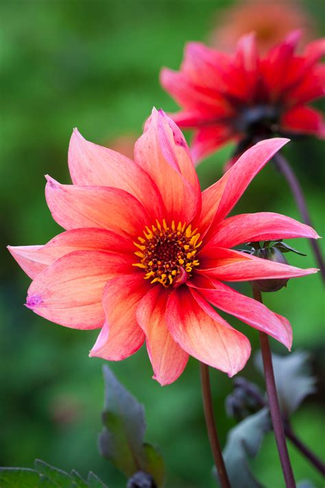 Buy Dahlia Waltzing Mathilda Tubers Sarah Raven