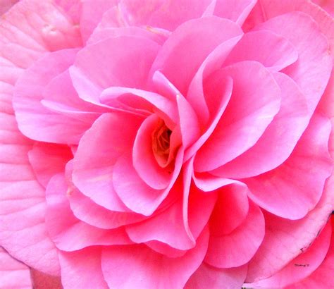Pretty Pink Flower Blossom Upclose Photograph By Duane Mccullough