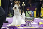How Much the 2019 Westminster Dog Show Winner Gets Paid | Money
