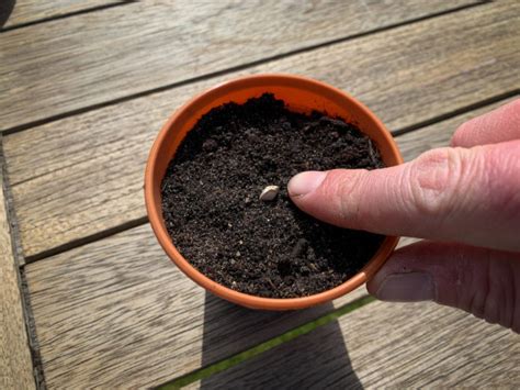 How To Grow Sunflowers Kids Do Gardening