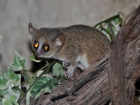 Microcebus Murinus Grey Mouse Lemur In Zoos
