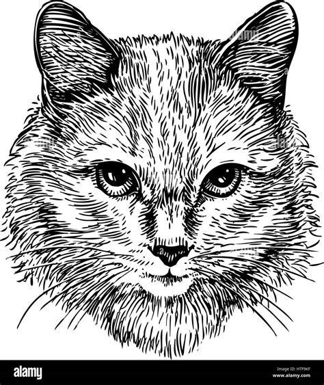 Retrato Dibujado A Mano De Lindo Gato Sketch Ilustración Vectorial De