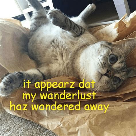 Gone Wiff Da Wind Lolcats Lol Cat Memes Funny Cats Funny Cat