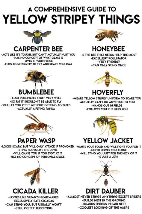 Guide To All Different Types Of “bees” R Coolguides