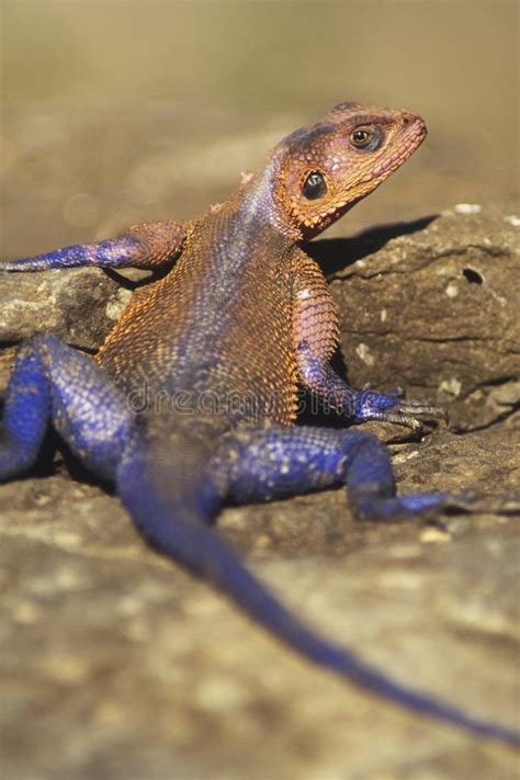 Red Headed Agama Stock Image Image Of Attentive