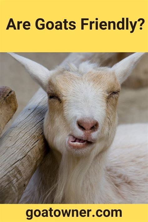 are goats friendly helpful content with photos goat owner 2022