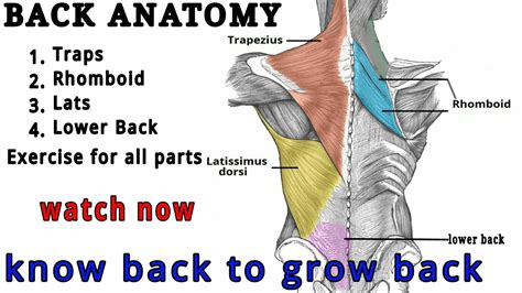 Anatomical Name Of Lower Back Muscles Human Body Muscle Diagram