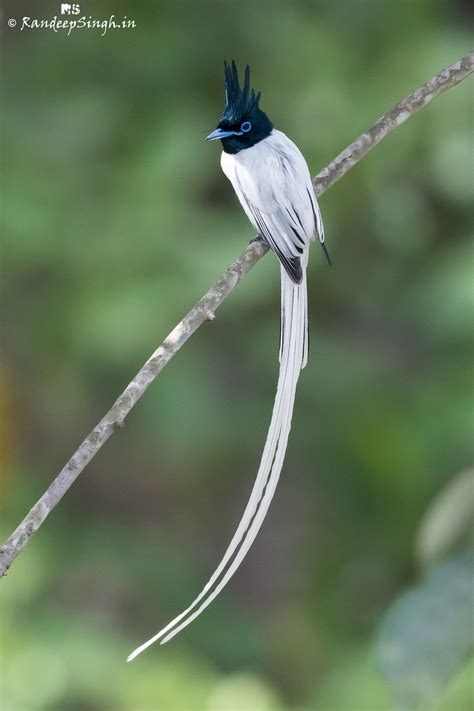 Indian Paradise Flycatcher Location Himachal Pradesh India