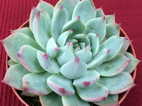 Here are some helpful tips for succulent planters. Echeveria 'Tippy' | World of Succulents