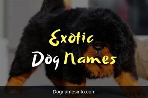 150 A Powerful List Of Exotic Dog Names With Meaning 2022
