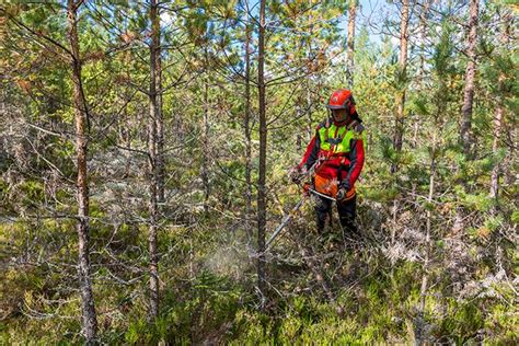 Suomen metsät eivät ole kiinni, käytetään niitä - MTK