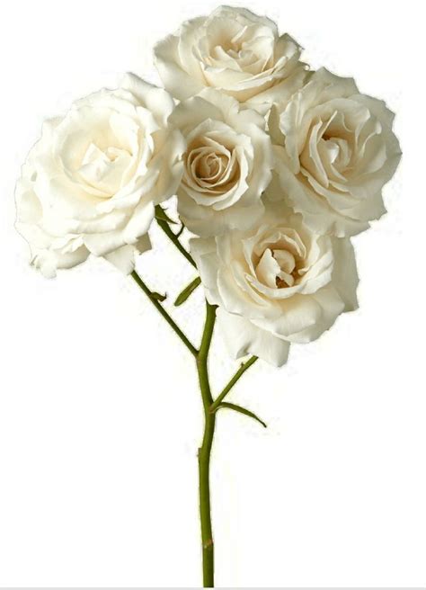 White Spray Rose White Spray Roses Spray Roses Rose