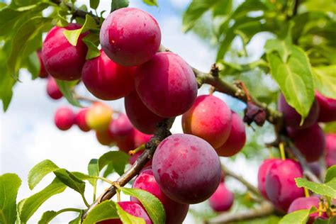 When And How To Prune Plum Trees Gardeners Path