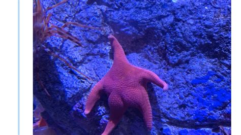 Starfish With What Appears To Be A Big Butt Goes Viral On Twitter