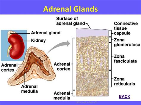 Anatomy Of The Adrenal Glands