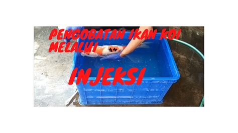 Namun, merawat ikan koi diperlukan komitmen hingga menyediakan kolam ikan yang layak. Pengobatan ikan koi melalui injeksi #eps4 - YouTube