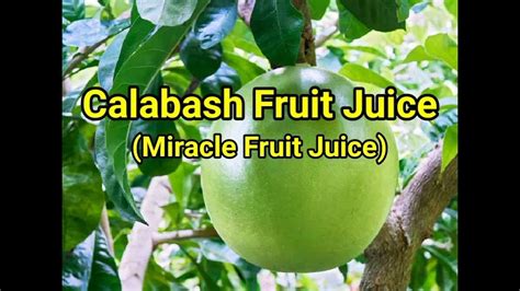 How To Make Calabash Juice Miracle Fruit Juice Youtube