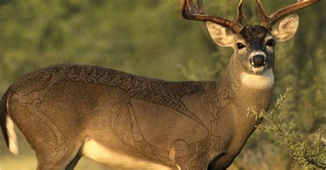 Deer Anatomy Anatomical Charts And Posters