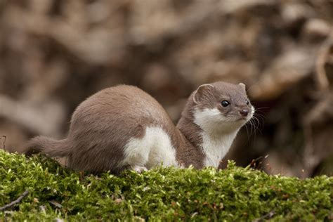 Less Snow Leaves Weasels Exposed To Predators Scientists