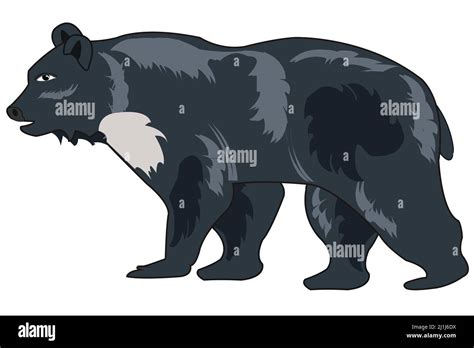 Ilustración Vectorial Negro Oso Del Himalaya Negro Morada En Asia