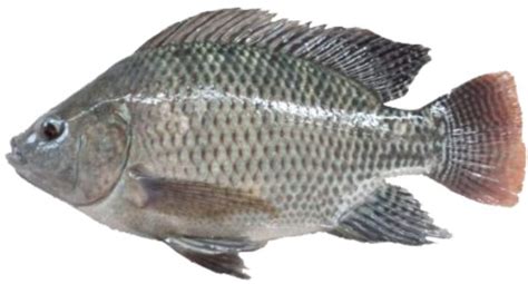 Budidaya ikan nila adalah salah satu budidaya yang memiliki prospek yang bagus di indonesia. Morfologi dan Klasifikasi Ikan Nila (Oreochromis Niloticus) Serta Asal Usulnya