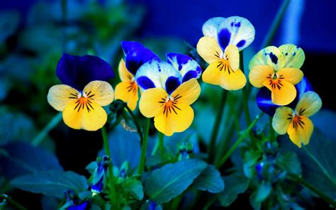 With regards to landscape design or home decor, yellow is known as a warm color whose presence offers stimulating effects to all that look at the shade. Flowers Wallpapers
