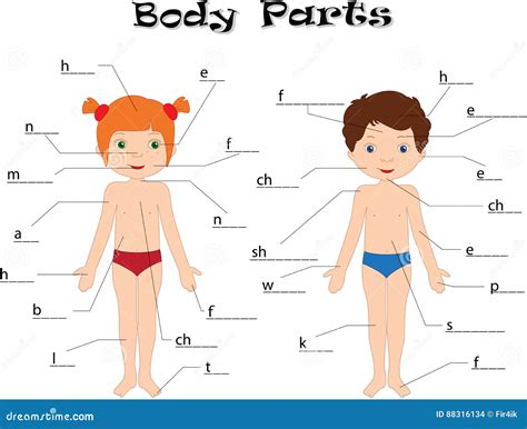 Menino E Menina Partes Do Corpo Anatomia Ilustra O Do Vetor