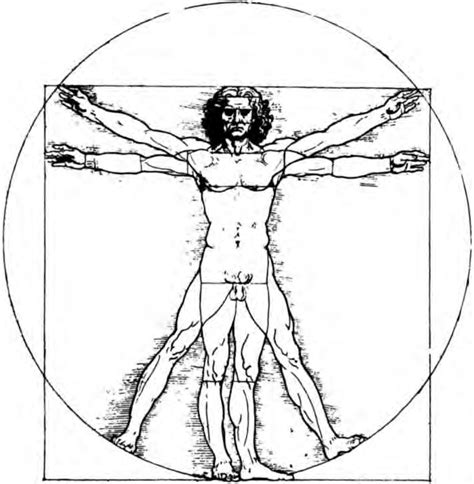 Schematic Drawing Of So Called Vitruvian Man Simplified Draft On The