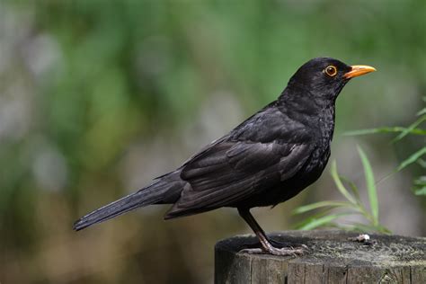 Passeriformes Common Blackbird