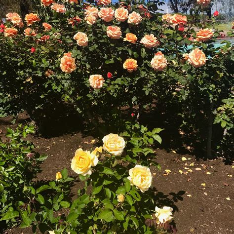 The following attractions are also along el prado: Rose Garden, Balboa Park, San Diego, CA | Park, Tours, San ...