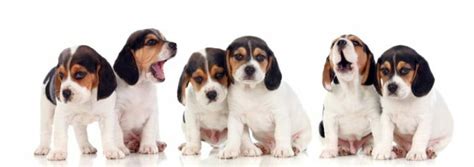 Beagle Size Chart Growth And Weight Chart