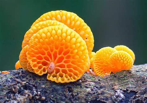 Taraire Street Favolashia Calocera — Orange Pore Fungus 14714