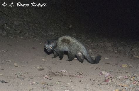 The small indian civet (viverricula indica) is a civet native to south and southeast asia. A camera trap set at Ken River Lodge - Panna Tiger Reserve ...