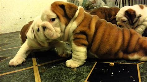 I have been breeding english bulldog's, for the past 20 years in southern california. PUPPIES AKC English Bulldogs for sale in San diego - YouTube