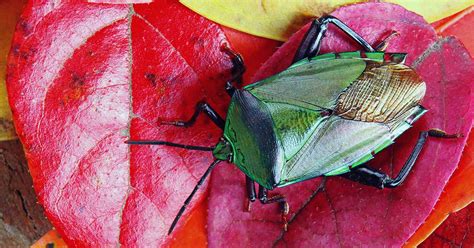How To Get Rid Of Stink Bugs In The House Or Garden Home Gardener