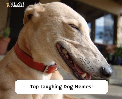 15 Best Laughing Dog Memes 2024 We Love Doodles